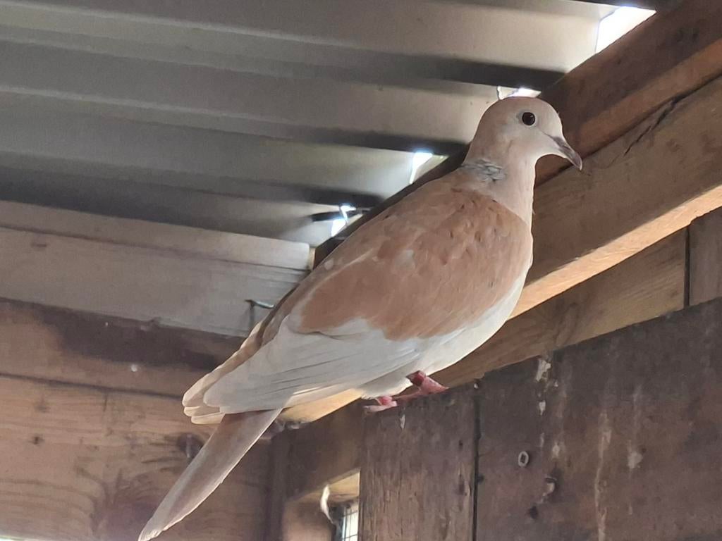 Tortelduifje man zoekt vrouw, Mannelijk, Overige soorten