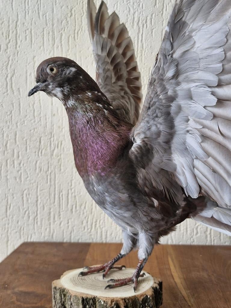 Een prachtige grote opgezette duif met open vleugels!, Verzamelen, Dierenverzamelingen, Ophalen of Verzenden, Nieuw, Vogel, Opgezet dier