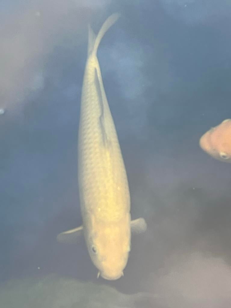 Chagoi koi, Dieren en Toebehoren, Vissen | Aquariumvissen, Vis