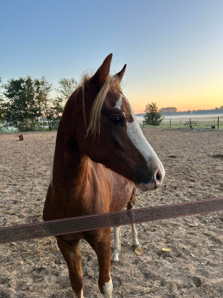 Mooie Welsh sectie B hengst - juni 2 jaar- goede afstamming, Dieren en Toebehoren, Pony's, Met stamboom, 0 tot 2 jaar, Hengst