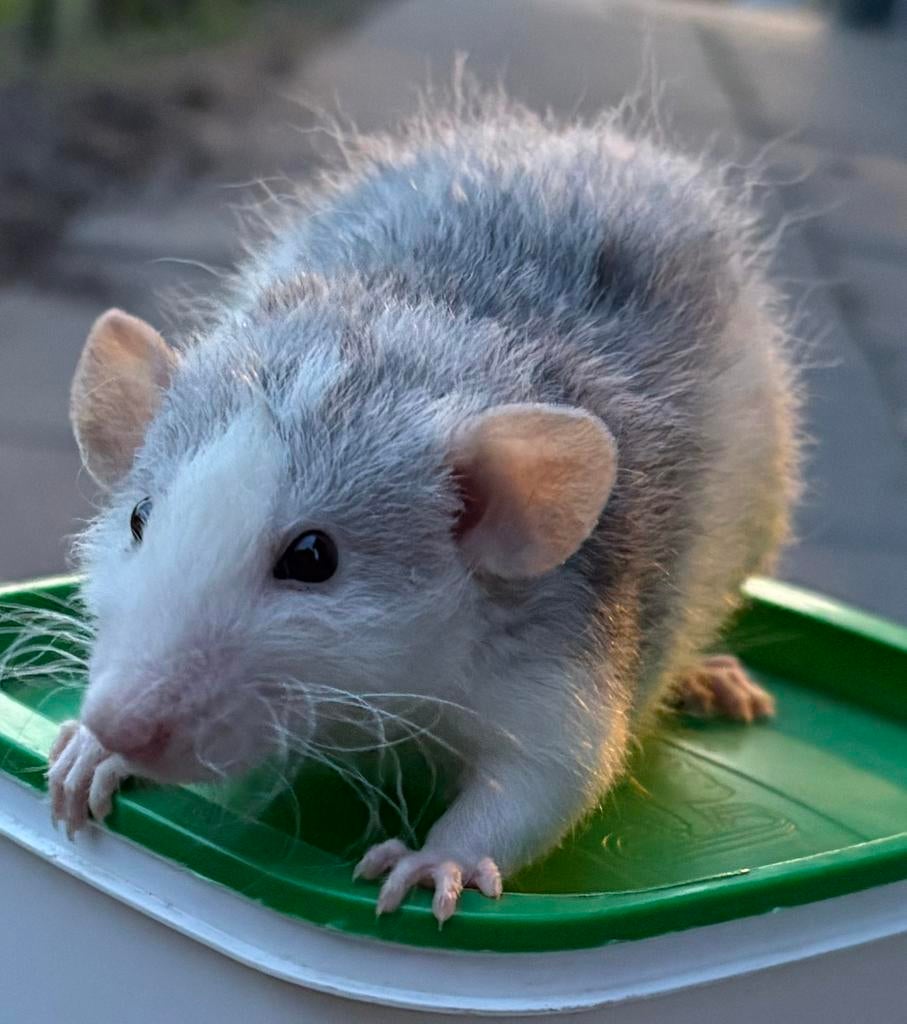 Twee lieve ratjes, Dieren en Toebehoren, Knaagdieren, Rat, Februari, Mannelijk, Tam