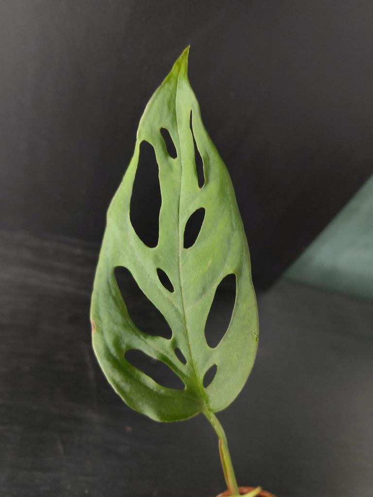 Monstera Esqueleto stekje 2, Ophalen, Halfschaduw, Minder dan 100 cm