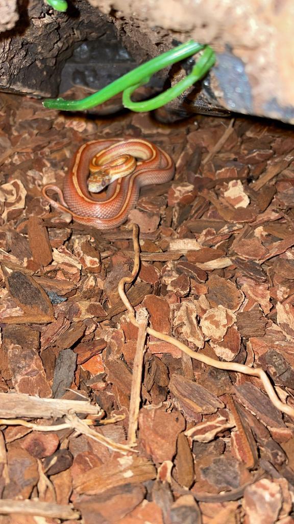 Terrarium 100x50x50 met twee ratten slangen, Dieren en Toebehoren, Reptielen en Amfibieën, Slang, 0 tot 2 jaar