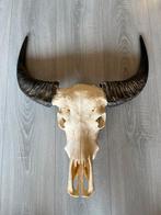 Echte buffelschedel stierenkop kop schedel western opgezet, Ophalen of Verzenden, Zo goed als nieuw