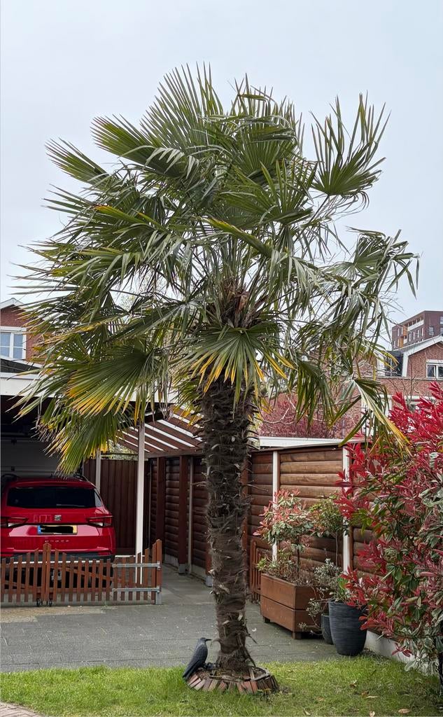 Prachtige grote palmboom. Moet zsm weg, zelf uitgraven, Tuin en Terras, Planten | Bomen, 100 tot 250 cm, Zomer, Palmboom, Ophalen