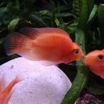 Cichlasoma parrot, Dieren en Toebehoren, Vissen | Aquariumvissen, Vis