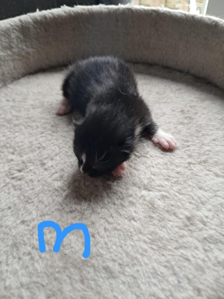 Lieve halve Ragdoll en Europese korthaar kittens te koop !, Dieren en Toebehoren, Katten en Kittens | Raskatten | Korthaar, Meerdere dieren