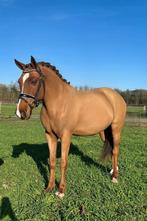 Super leuke, brave, lieve pony!, Dieren en Toebehoren, Pony's, Ruin, C pony (1.27m tot 1.37m), 7 tot 10 jaar, Met stamboom