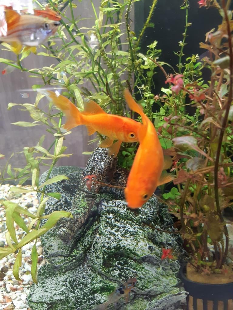 2 grotere goudvissen, Nieuw Heeten, Dieren en Toebehoren, Vissen | Vijvervissen, Goudvis(sen)