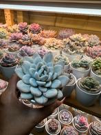 Echeveria Opalina Variagated, Huis en Inrichting, Kamerplanten, Verzenden, Halfschaduw, Minder dan 100 cm