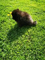 Pomchi x pomeranian  nog 1 reutje kleintje, België, Particulier, Keeshond, 8 tot 15 weken