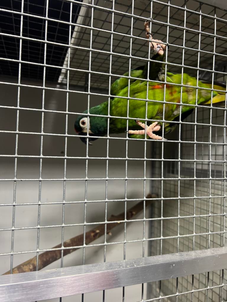 Ara maracana POP, Vrouwelijk, Papegaai