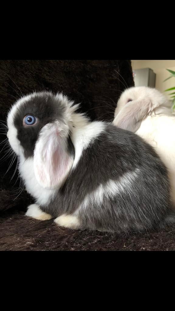 Super lief minilop rammetje met stamboom, Dieren en Toebehoren, Konijnen, Mannelijk, Dwerg