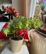 Plectranthus tomentosa vicks plant (kamerplant), Vetplant, Ophalen of Verzenden, Minder dan 100 cm, Bloeiende kamerplant