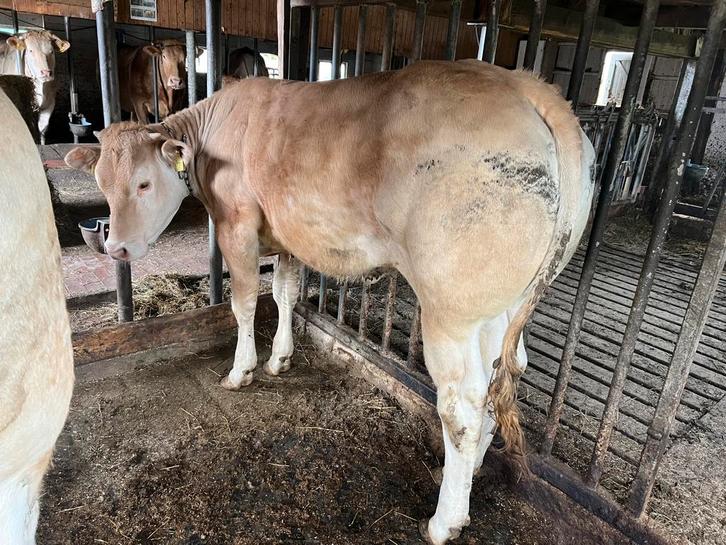 Blonde stamboek kalf, Dieren en Toebehoren, Runderen, Vrouwelijk, 0 tot 2 jaar