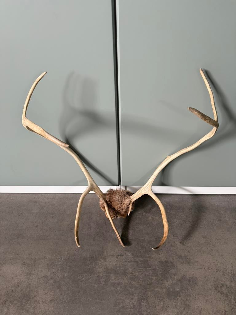 Rendier gewei met stukje schedel, Verzamelen, Dierenverzamelingen, Ophalen of Verzenden, Zo goed als nieuw, Hert, Schedel