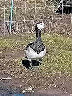 Ganzen, Dieren en Toebehoren, Pluimvee, Mannelijk, Gans of Zwaan