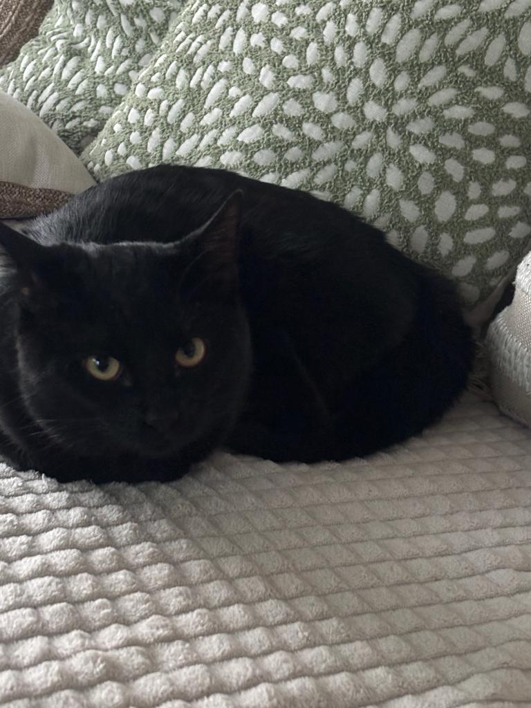 Kat, Kater, Ingeënt