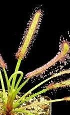 Bladstek Drosera capensis 'Large', Huis en Inrichting, Kamerplanten, Ophalen of Verzenden, Overige soorten