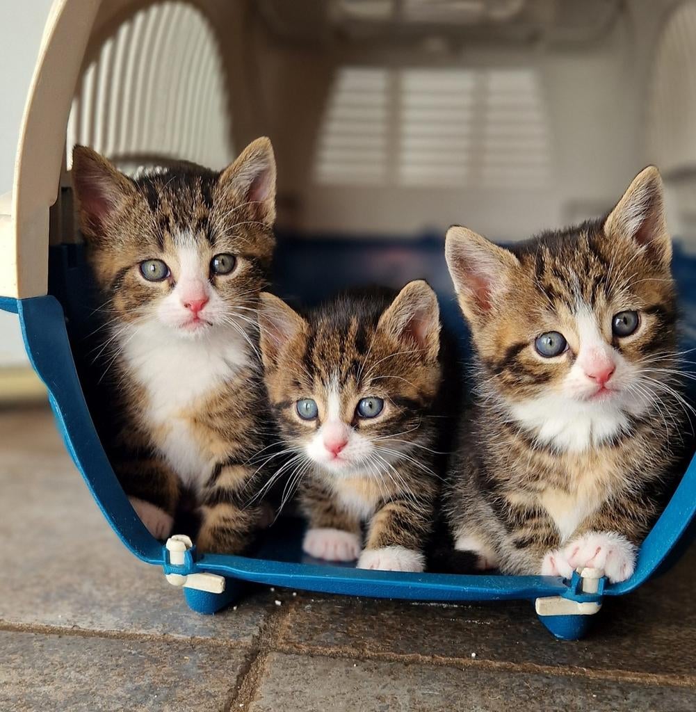 Kittens, Dieren en Toebehoren, Kater, Kortharig, 0 tot 2 jaar