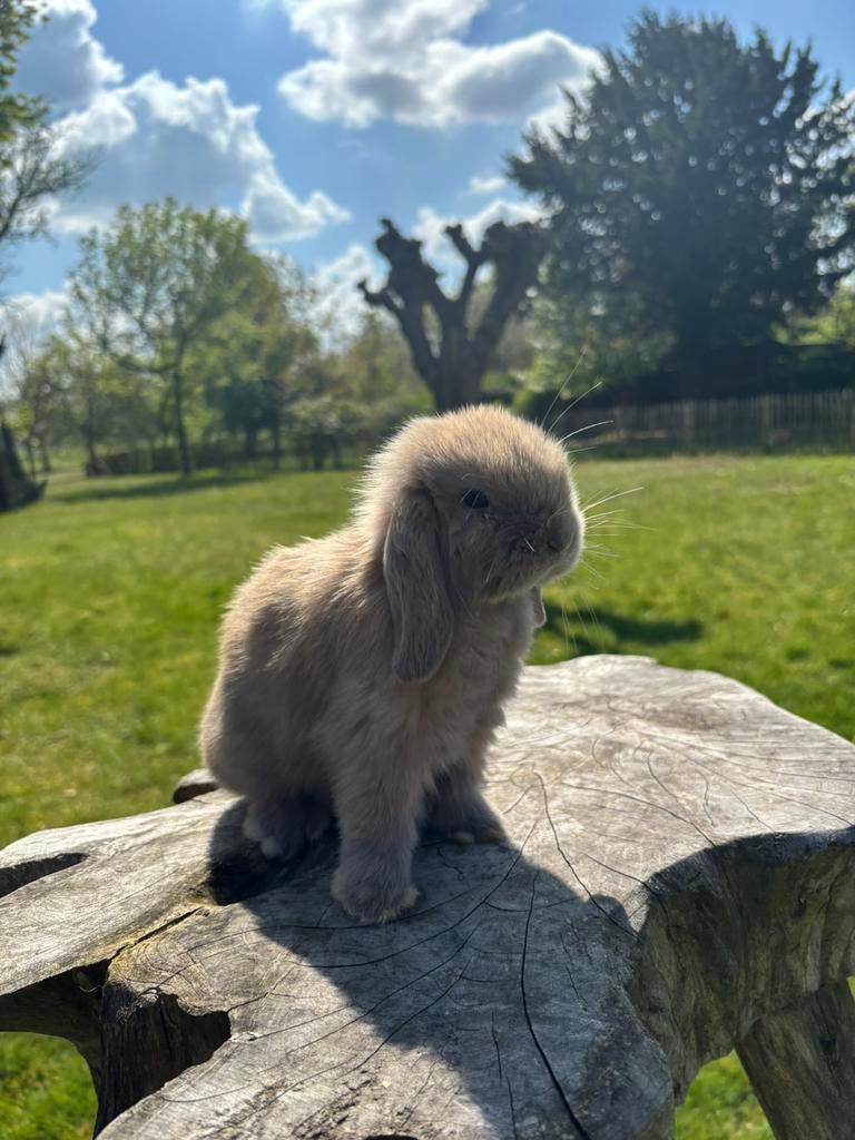 Mooie jonge Minilop konijntjes te koop, Dieren en Toebehoren, Konijnen, Meerdere dieren, Dwerg, Hangoor, 0 tot 2 jaar