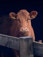 Dexter, Vrouwelijk, 3 tot 6 jaar