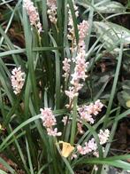 20 Parelgras Liriope Big Blue of White voor €50, Overige soorten, Volle zon, Vaste plant, Ophalen of Verzenden
