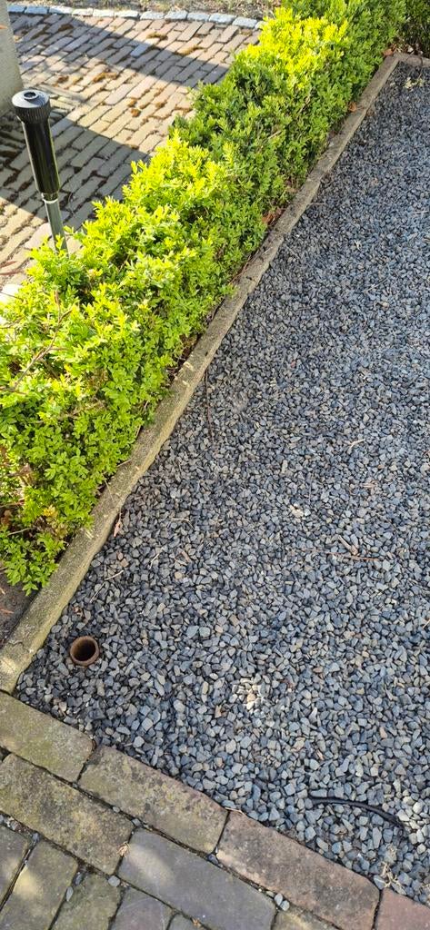 Buxus gevraagd voor zacht prijsje (4 meter), Tuin en Terras, Ophalen, Bloeit niet, Overige soorten, Volle zon