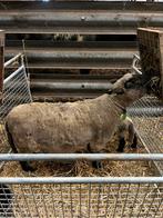 Schapen stelletjes, Dieren en Toebehoren, Schapen, Geiten en Varkens, Meerdere dieren, Schaap