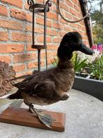 Eend opgezet/taxidermie, Ophalen