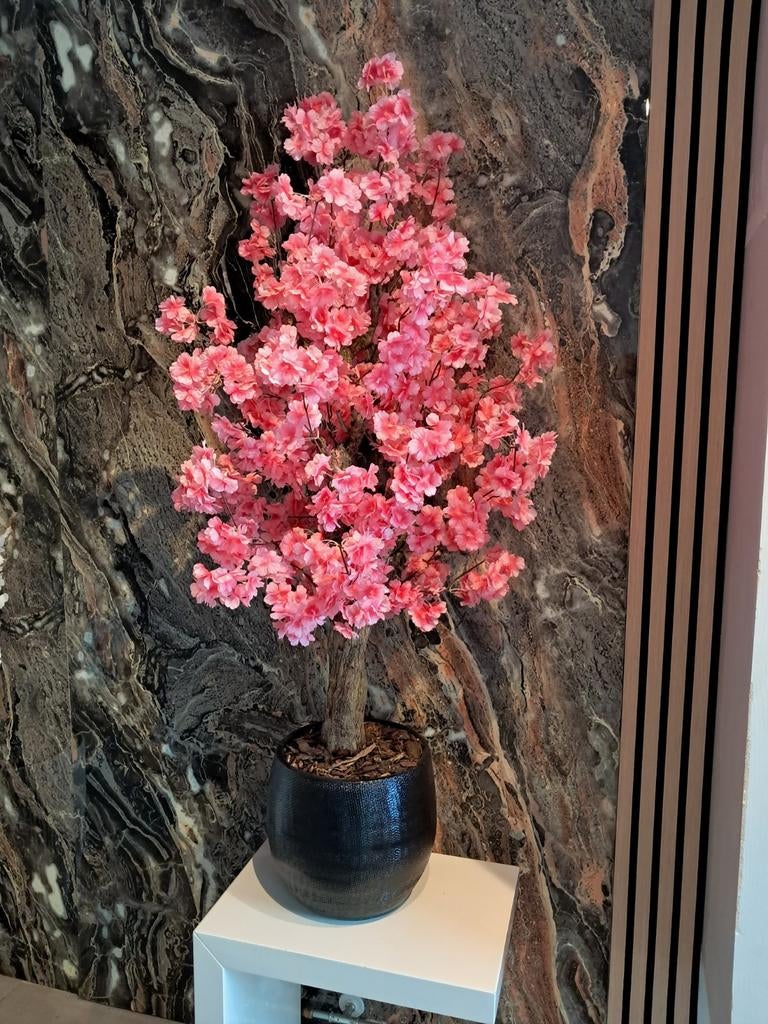 Bloesemboom scherp afgeprijsd, Ophalen, Nieuw