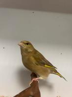 0-5 groenling bruin, Dieren en Toebehoren, Vrouwelijk, Wildzangvogel, Geringd