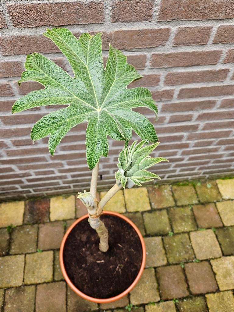 Tetrapanax papyrifera `Steroidal Giant` - Rijstpapierplant, Tuin en Terras, Ophalen, Overige soorten, Volle zon