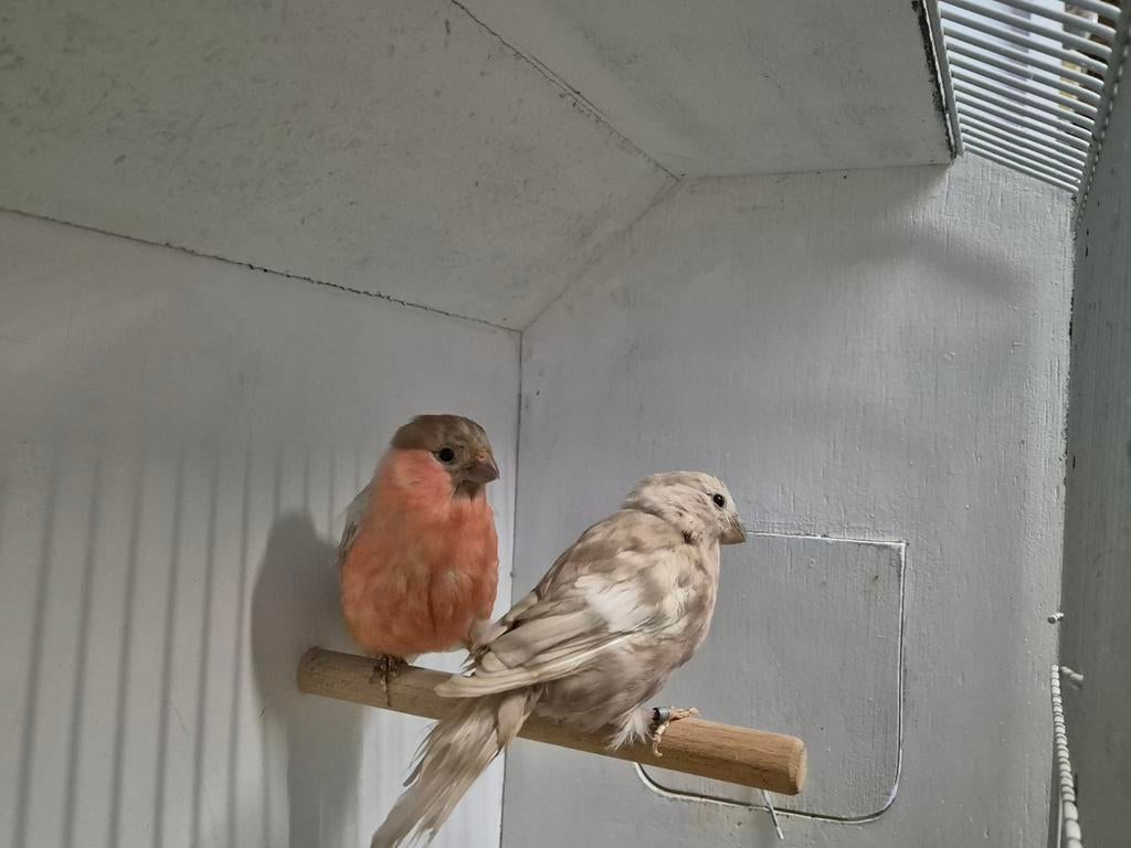 Te koop koppel goudvinken, Meerdere dieren, Geringd