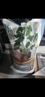 Hydrokorrels, Ophalen of Verzenden, Overige soorten, Volle zon