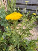 Achillea filipendulina 'Cloth of Gold’, Ophalen, Overige soorten, Volle zon