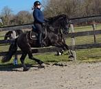 5 jarige friese merrie te koop, Merrie