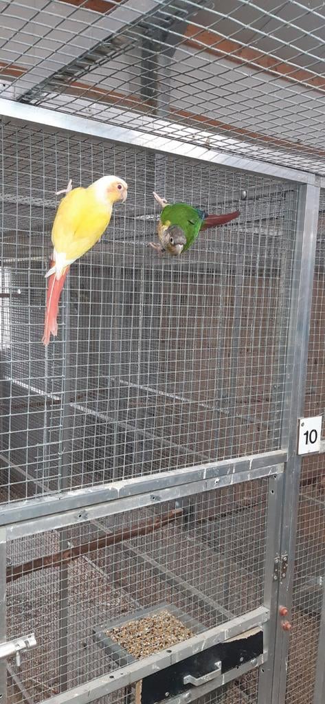 GEVRAAGD .  Pyrrhura's  Suncheek., Meerdere dieren, Parkiet, Geringd