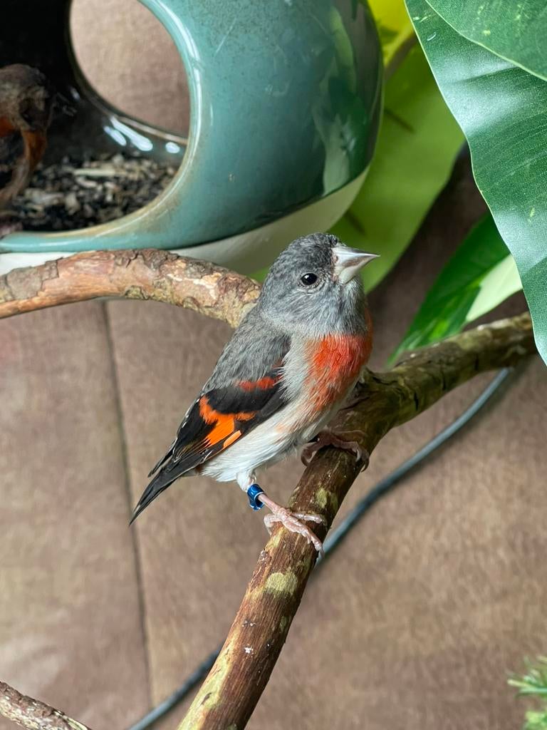 Mooie koppel kapoetsensijzen  & man 2025, Dieren en Toebehoren, Vogels | Overige Vogels, Meerdere dieren, Geringd