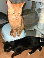 Kittens van 2 verschillende nestjes (2 moeders zwanger), Meerdere dieren