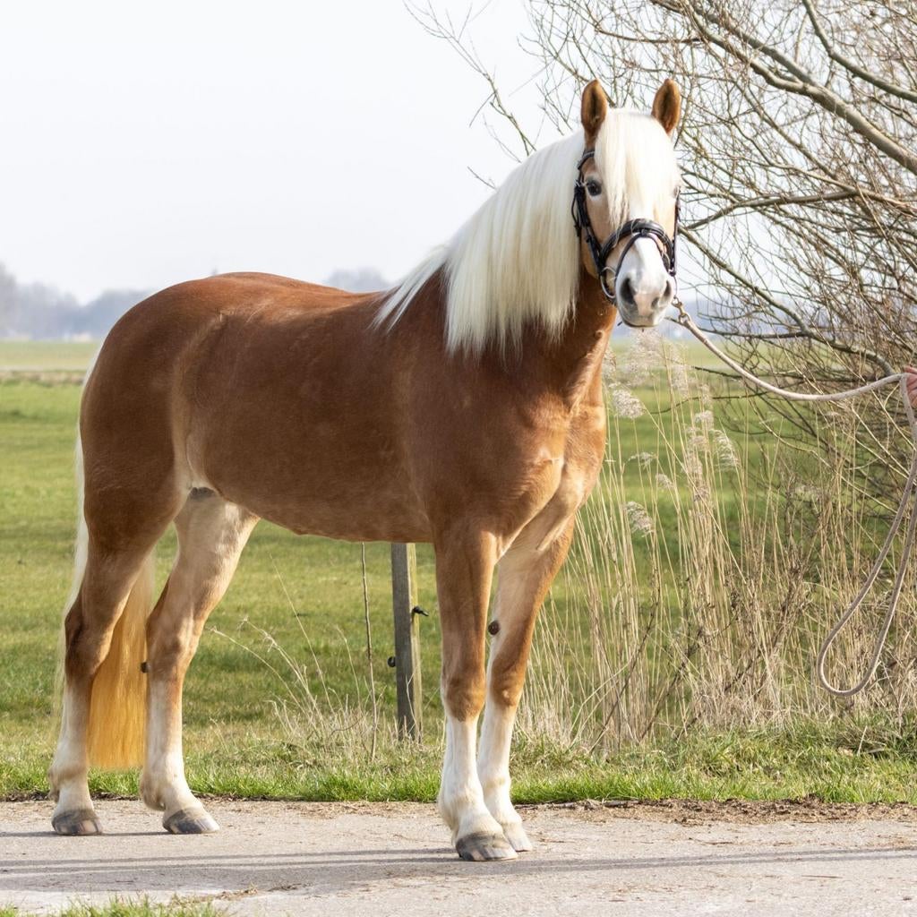 Mooie en eerlijke haflinger merrie, Merrie, Minder dan 160 cm, Dressuurpaard, 7 tot 10 jaar