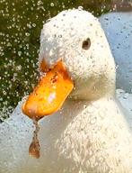 GEZOCHT witte kwaker eend vrouw lange snavel, Dieren en Toebehoren, Pluimvee, Vrouwelijk, Eend