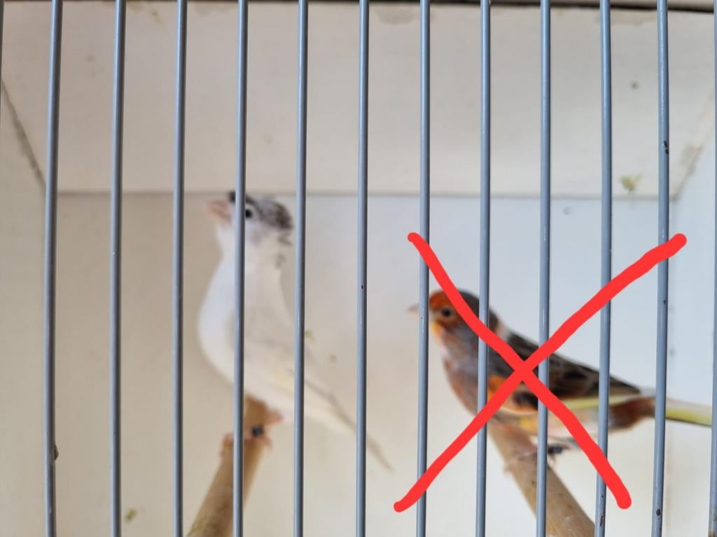 Kanaries te koop, Dieren en Toebehoren, Vogels | Kanaries, Meerdere dieren, Kleurkanarie