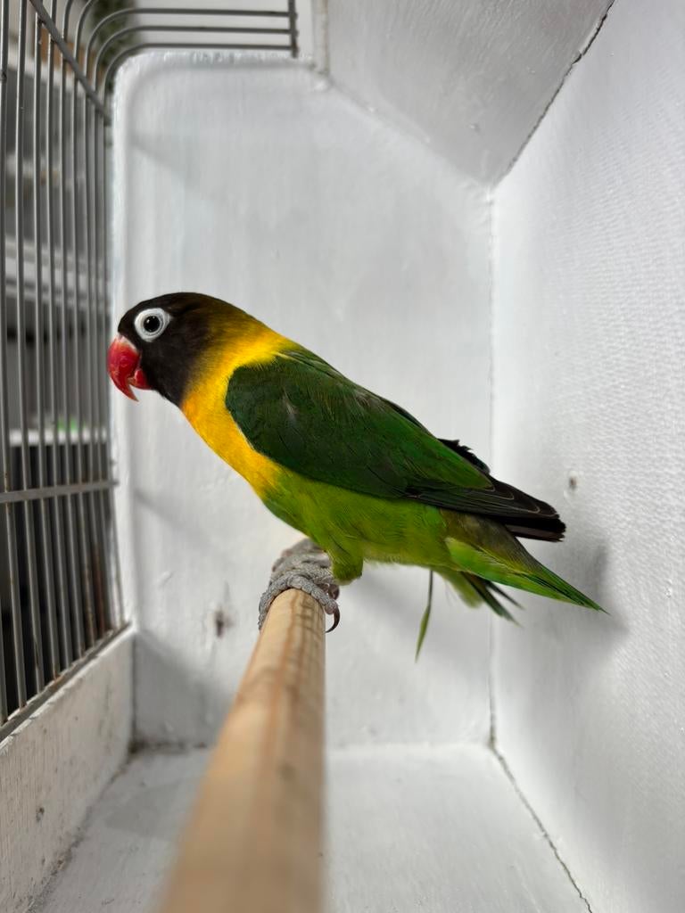 Gezocht personatus, Dieren en Toebehoren, Vogels | Parkieten en Papegaaien, Mannelijk, Parkiet