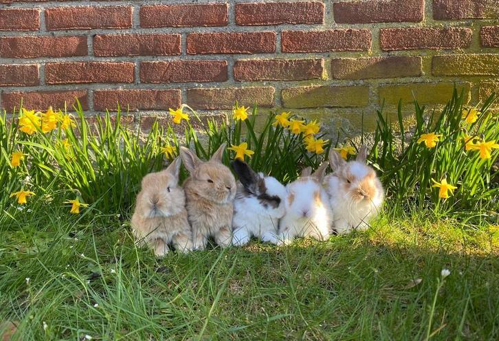 Babykonijntjes te koop, Dieren en Toebehoren, Konijnen, Klein, Meerdere dieren, 0 tot 2 jaar, Hangoor