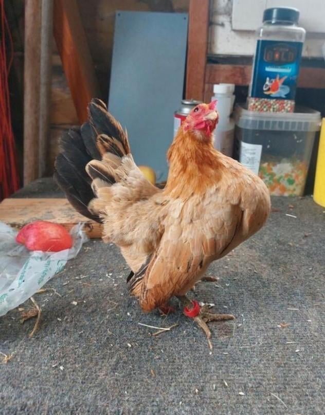 Broedeieren a/b klasse ayam serama's, Dieren en Toebehoren, Pluimvee, Geslacht onbekend, Kip