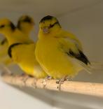 Te koop mooie border kanaries, Dieren en Toebehoren, Meerdere dieren, Postuurkanarie