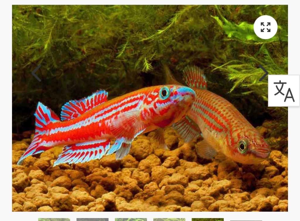 Aphyosemion ogoense (4x), Vis, Zoetwatervis