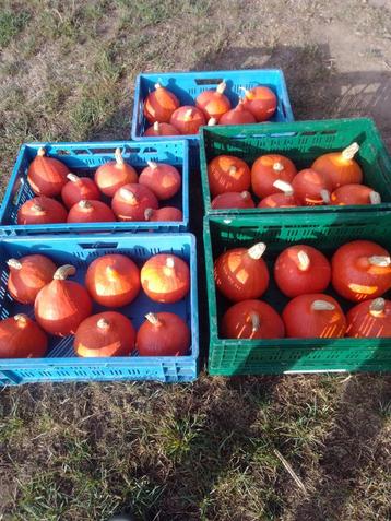 Eet pompoenen Hokkaido te koop beschikbaar voor biedingen