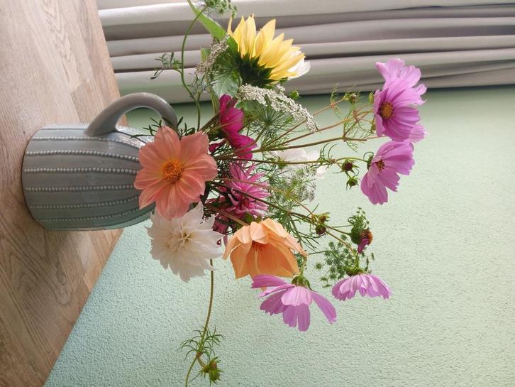 Bloemzaden, Tuin en Terras, Bloembollen en Zaden, Zaad, Voorjaar, Volle zon, Ophalen of Verzenden